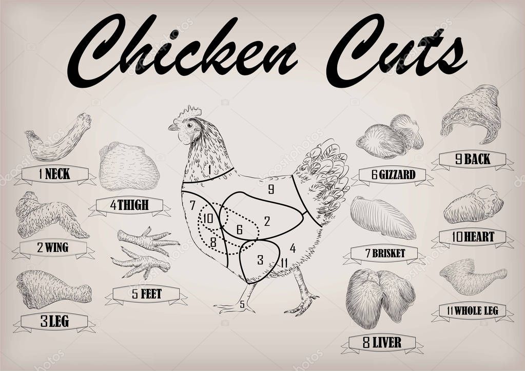 Chicken Hen Cutting Meat Scheme Parts Carcass Brisket Neck Wing Fillet meats-crooked-creek-farms