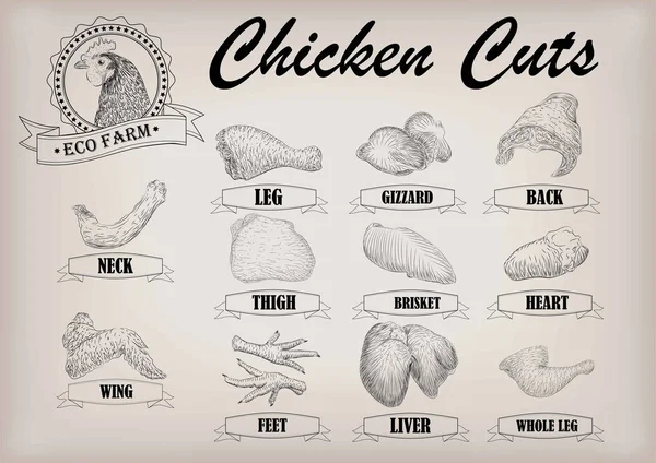 Hühnerhühner schneiden Fleischteile Kadaver Brustfilet Nackenflügel Filet Rücken Herzschenkel Leber. Vektor horizontal Nahaufnahme Seitenansicht Illustration Zeichen Info Grafiken weiß umreißen schwarze Tafel Hintergrund — Stockvektor