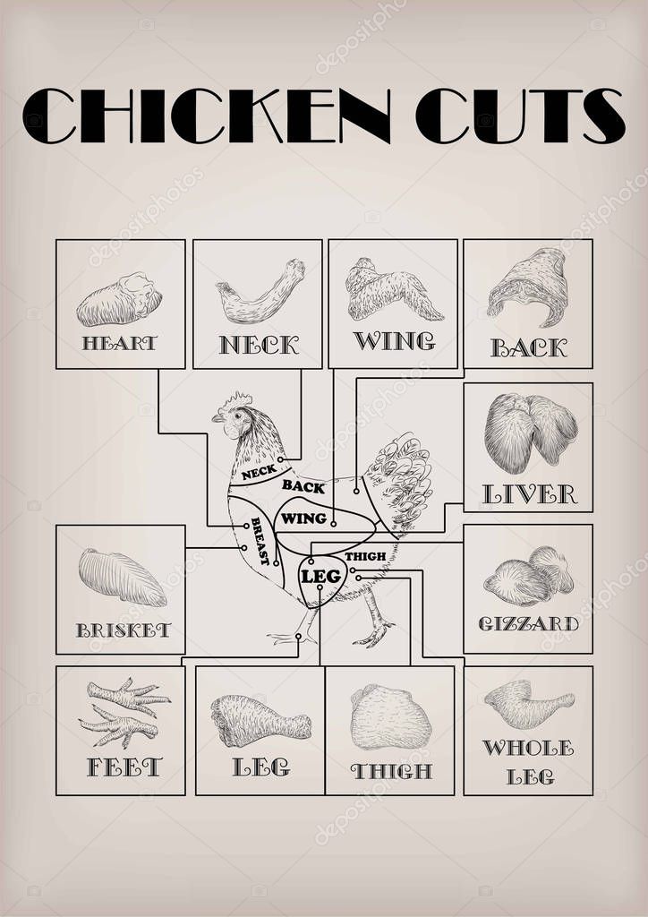 Pollo gallina corte carne esquema partes canal brisket cuello ala