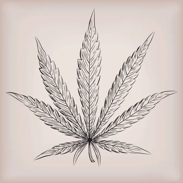 Esrar esrar otu yaprak siluet Narkotik Uyuşturucu bitki. Güzel yakın çekim üstten görünüm işareti tabela doğa botanik siyah anahat çizgi çizilmiş tasarım illüstrasyon bej arka plan sanat vektör