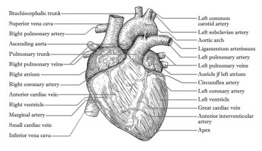 Anatomik insan kalbi el çizilmiş kroki nam yazıt ile