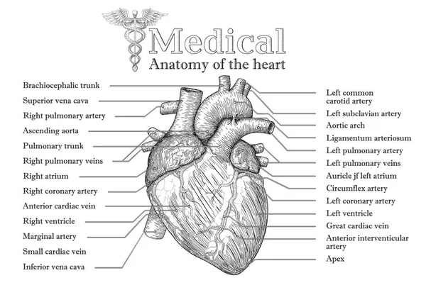 Cartel dibujado a mano del corazón humano anatómico con inscripción de ve — Archivo Imágenes Vectoriales