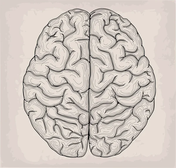 Anatomische Gehirn handgezeichnete Organskizze. Medizin, Vektor illus — Stockvektor