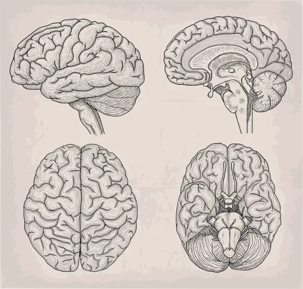 Anatomik beyin illüstrasyon insan. Tıp, vektör illustrati