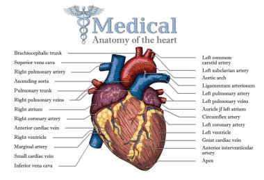Anatomik insan kalbi el çekilmiş poster ve yazıt ile