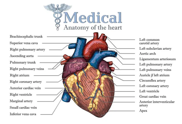 Anatomisch menselijk hart hand getekende poster met inscriptie van ve — Stockvector