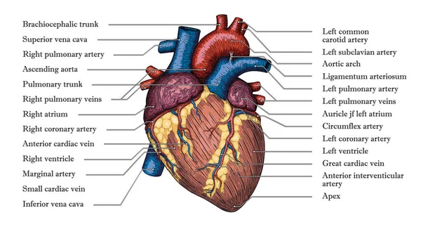 Anatomik insan kalbi el çekilmiş renkli poster yazıt ile 