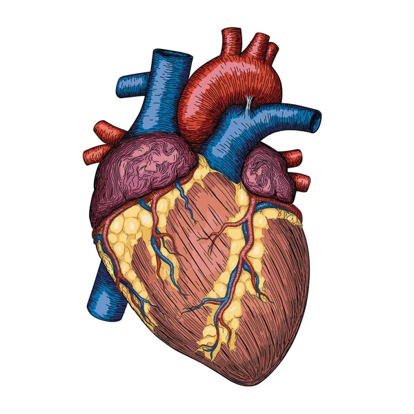 Menselijk hart hand getrokken. Anatomische schets. Geneeskunde, Vector colo — Stockvector