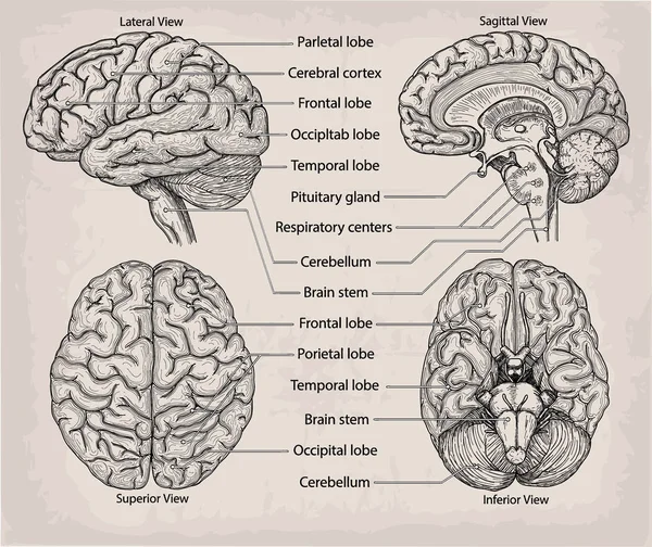 Anatomik beyin organ. Tıp, vektör çizim poster. Bir — Stok Vektör