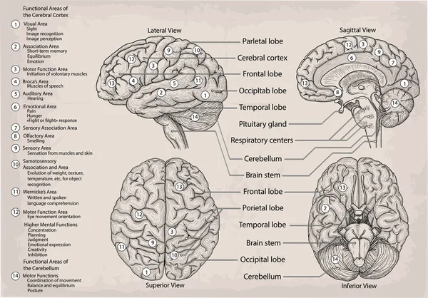 Anatomische diagram van menselijke hersenen. Geneeskunde, vectorillustratie — Stockvector