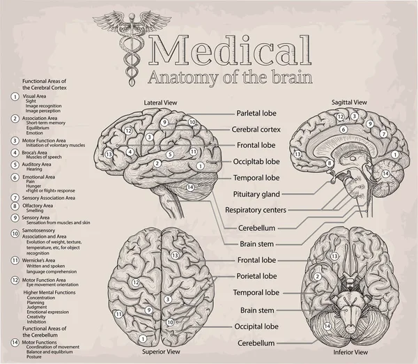 Anatomia médica do cérebro humano. Medicina, ilustração vetorial po —  Vetores de Stock