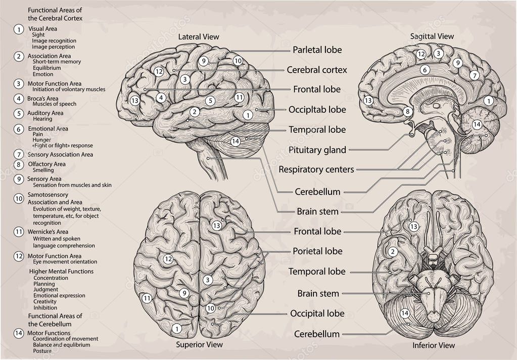 Anatomy Of The Brain Chart 20x26 Brain Anatomy Anatomy Brain Poster Images Biology Diagrams