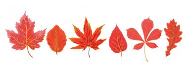 Vektör sonbahar suluboya stil mevsimlik Sonbaharda akçaağaç kiraz chestn