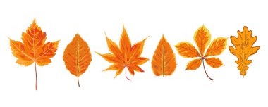 Sonbahar suluboya stil mevsimlik Sonbaharda akçaağaç kül kestane vektör 