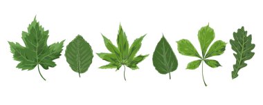 Vektör suluboya stil mevsimlik yeşil akçaağaç adler kestane mulb