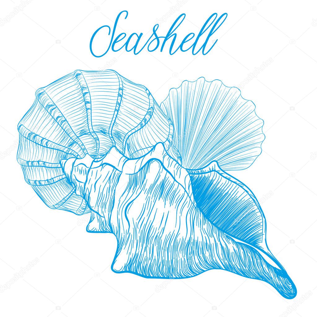 Sea shells Hand drawn vector illustration.Marine wildlife decora