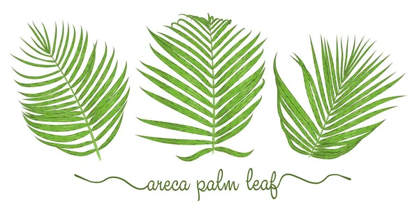 Feuilles d'éléments de palmier areca ensemble. Botanique dessin à la main graphique ill — Image vectorielle