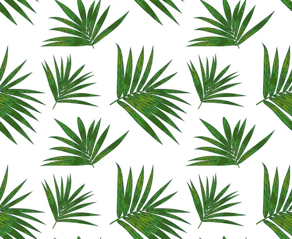 Motif sans couture avec branche tropicale de palmier kentia, feuilles vertes — Image vectorielle