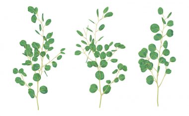 Gümüş bir dolar dalları ile okaliptüs yaprakları örneğidir. Ve