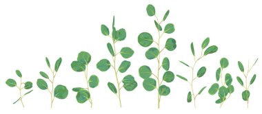 Gümüş dolar okaliptüs seçimi dalları tasarım kümesi vektör. C