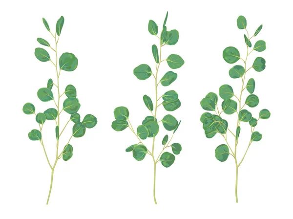 Hermosa ilustración de ramas y hojas de eucalipto silv — Vector de stock