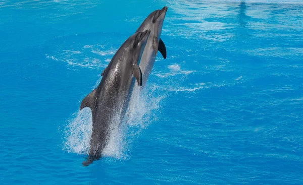 denizde yüzen yunus