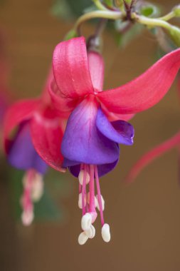 GARDEN 'DA ÇİÇEKLER