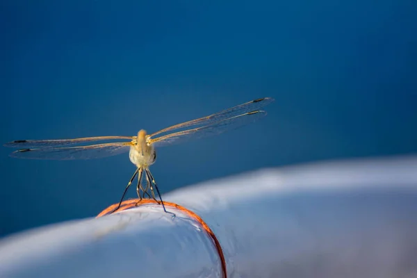 Dragonfly Zittend Aan Rand Van Een Schip Dat Rode Zee — Stockfoto