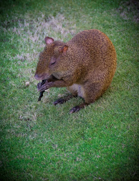 Meksika 'da yaşayan hayvanlar.. 