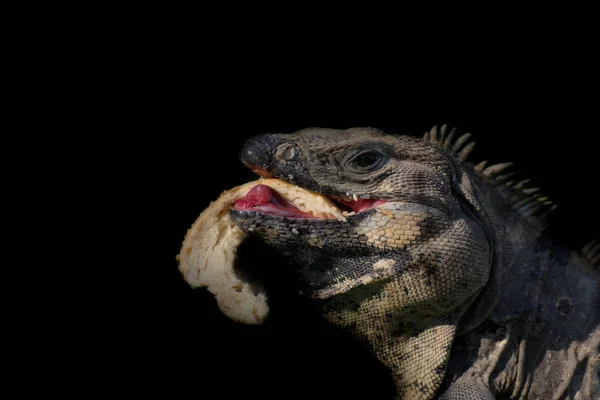 Yeşil iguana sızarım içinde yaşayan 