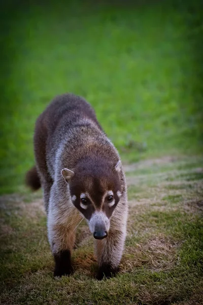 Nasua Nasua Living Mexiko Live Natrural — Stock Photo, Image