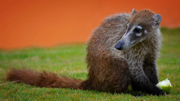 Nasau Bor Mexiko Däggdjur Lever Trädet — Stockfoto