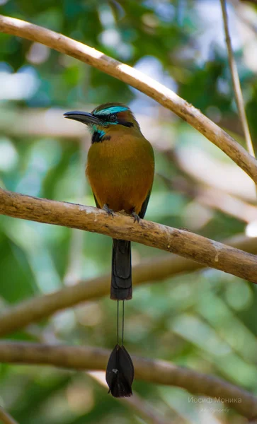 Птицы Живущие Дикой Природе Мексики — стоковое фото