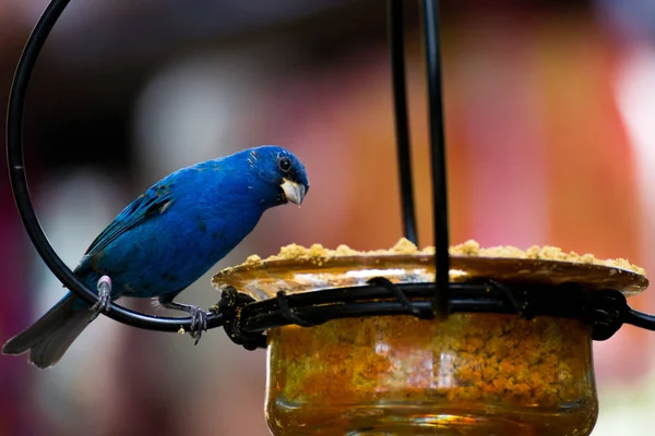 Vogels Die Leven Mexico — Stockfoto