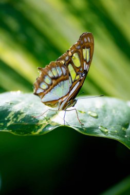 Kelebek Meksika 'da doğal olarak.