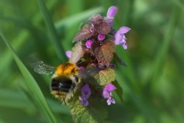  Bahar en güzel çağında