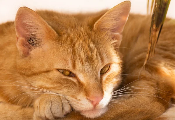 Gardon 'da yaşayan kedi.. 