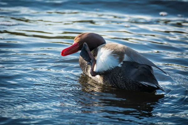 Kráva Divoká Nebo Divoká Lat Anas Platyrhynchos Čeledí Kachen Anatidae — Stock fotografie