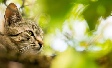 Gardon 'da yaşayan kedi.. 