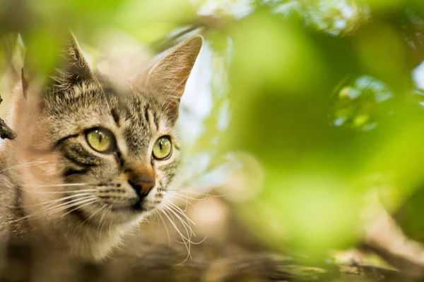 Gatto Che Vive Gardon — Foto Stock