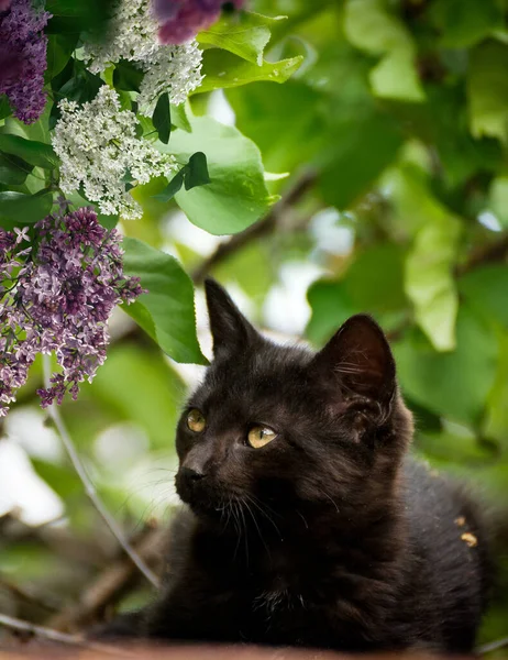 Gato Viviendo Gardon —  Fotos de Stock