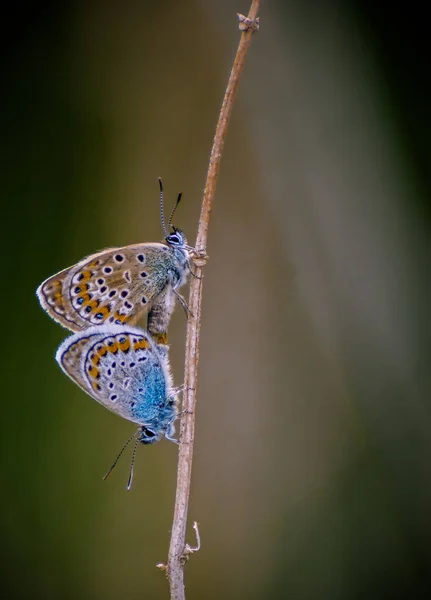 Polyommatus Icarus Бабочка Семейства Lycaenidae — стоковое фото