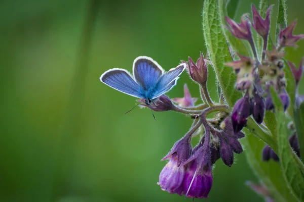 Polyommatus Icarus Бабочка Семейства Lycaenidae Мужчина — стоковое фото