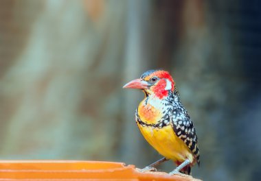 Red-and-yellow barbet near feeders. Trachyphonus erythrocephalus clipart