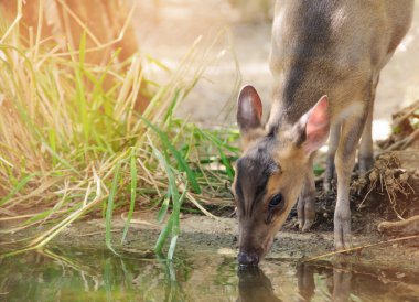 Muntiacus muntjak su birikintisinin yakınındaki