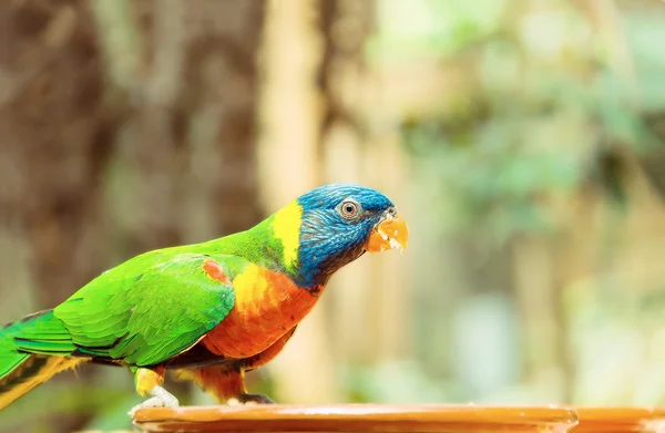 Πράσινος παπαγάλος κοντά τους τροφοδότες, τρώγοντας φρούτα. Ουράνιο τόξο lorikeet — Φωτογραφία Αρχείου