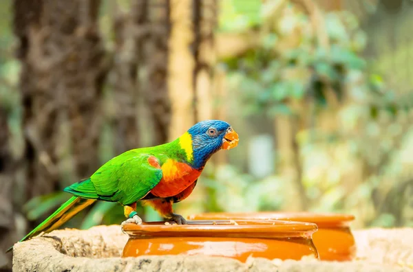 Πράσινος παπαγάλος κοντά τους τροφοδότες, τρώγοντας φρούτα. Ουράνιο τόξο lorikeet — Φωτογραφία Αρχείου