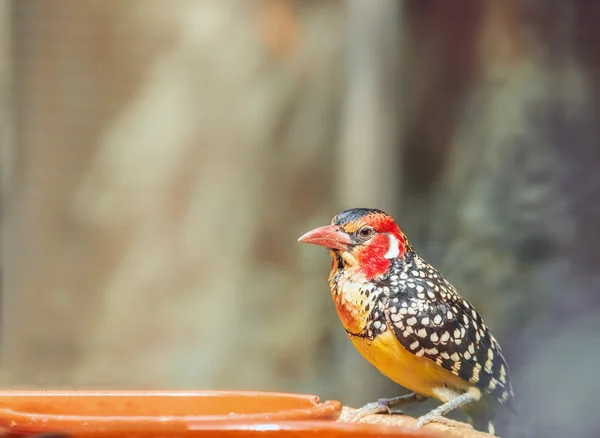 Red-and-yellow barbet near feeders. Trachyphonus erythrocephalus — Stock Photo, Image