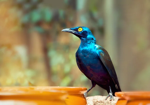 Beautiful shiny bird. Cape Glossy Starling, Lamprotornis, Glossy — Stock Photo, Image