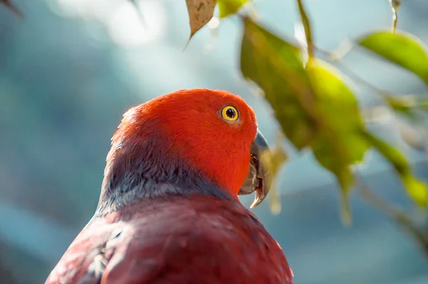 Κόκκινο παπαγάλο κοντινό πλάνο. Όμορφη παπαγάλος ανάμεσα στα φύλλα. Εκ — Φωτογραφία Αρχείου